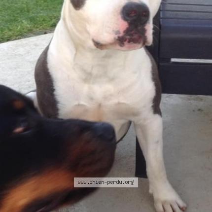 Photo de chien perdu à Cubnezais