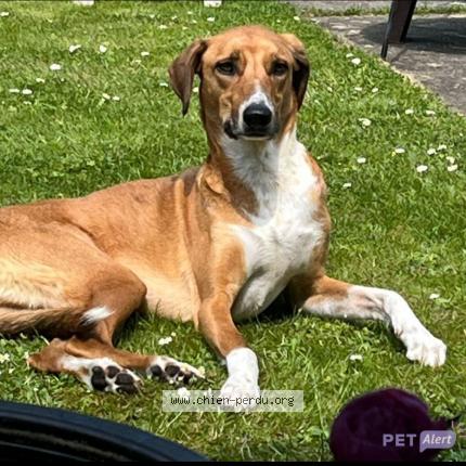 Photo 1/2 Chien retrouvé Perdu à Cavaillon