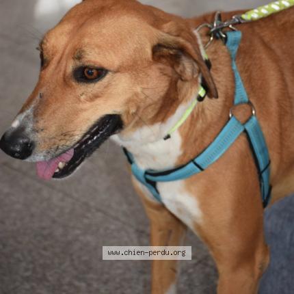 Photo 2/2 Chien retrouvé Perdu à Cavaillon