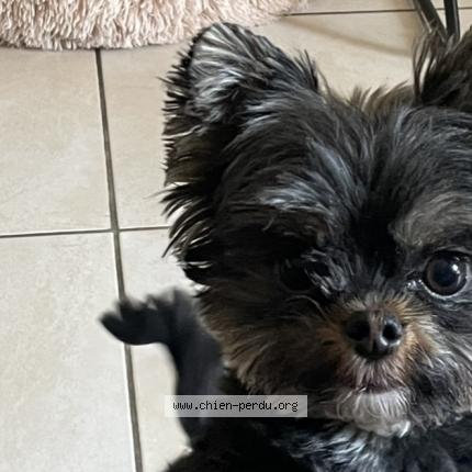 Photo 1/1 Chien retrouvé Perdu à Ales