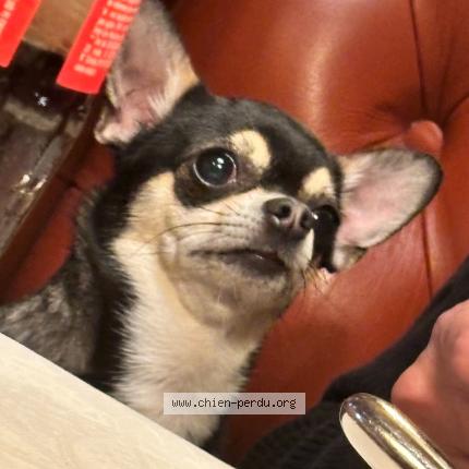 Photo 1/1 Chien retrouvé Perdu à Paris