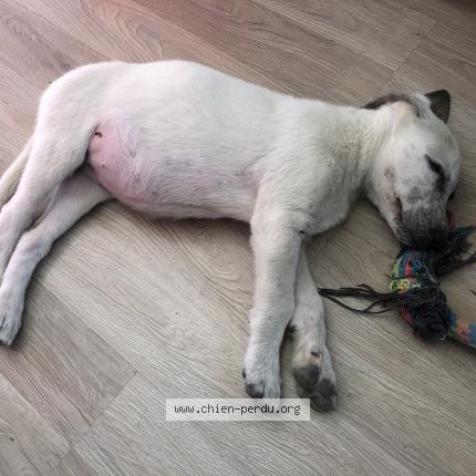 Photo de chien trouvé à Perpignan