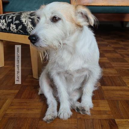 Photo 1/1 Chien retrouvé Perdu à Rennes