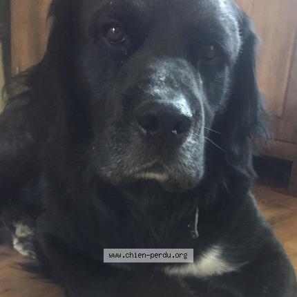Photo 1/1 Chien retrouvé Perdu à Saint loup