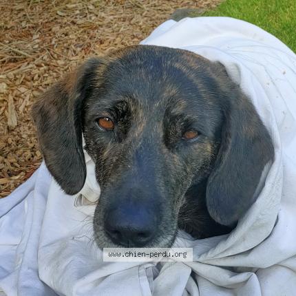 Photo 1/1 Chien retrouvé Trouvé à Lannion