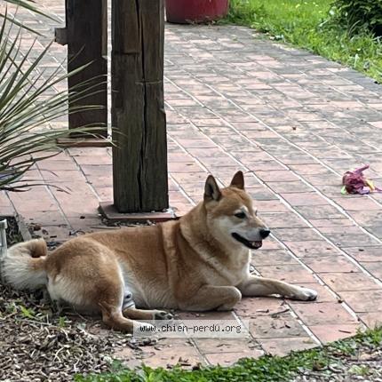 Photo 1/1 Chien retrouvé Perdu à Lieurey