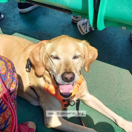 Photo 1/1 Chien retrouvé Perdu à Mittelbergheim