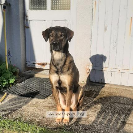Photo 1/1 Chien retrouvé Perdu à Liguge
