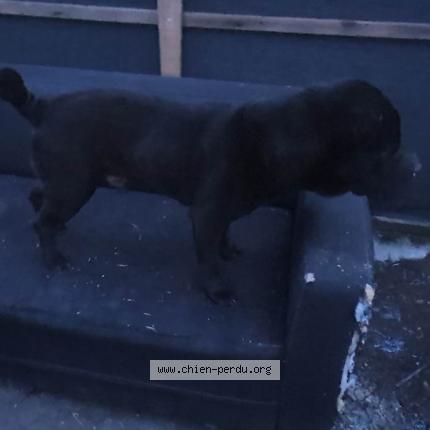 Photo 1/1 Chien retrouvé Perdu à Hauteville lompnes