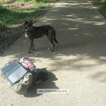 Photo de chien perdu à Montayral