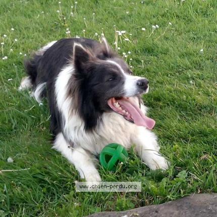 Photo 1/1 Chien retrouvé Perdu à Rebenacq