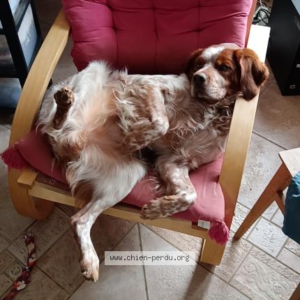 Photo 1/1 Chien retrouvé Perdu à Neuilly l eveque