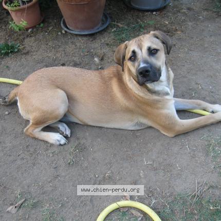 Photo 1/1 Chien retrouvé Perdu à Saint sulpice la pointe