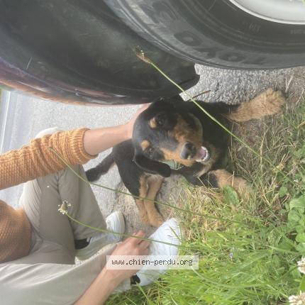 Photo 1/1 Chien retrouvé Trouvé à Vire