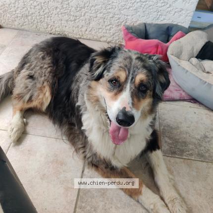 Photo 1/1 Chien retrouvé Trouvé à Vanzy