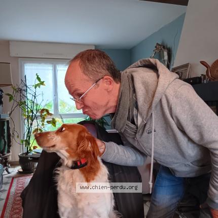 Photo 1/1 Chien retrouvé Perdu à Saint lambert du lattay