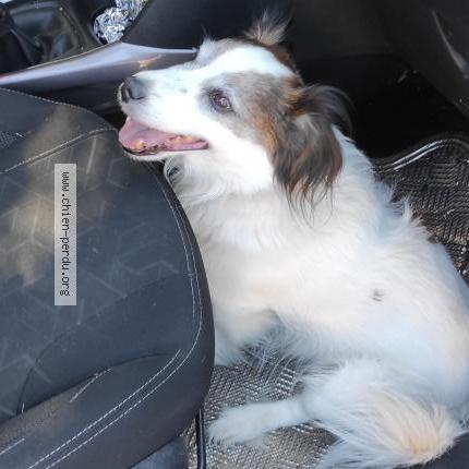 Photo 1/1 Chien retrouvé Trouvé à Bertholene