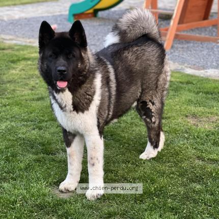 Photo 1/1 Chien retrouvé Perdu à Givet 08600