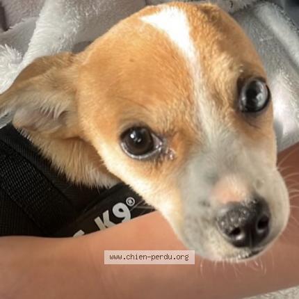 Photo 1/1 Chien retrouvé Perdu à Bezons