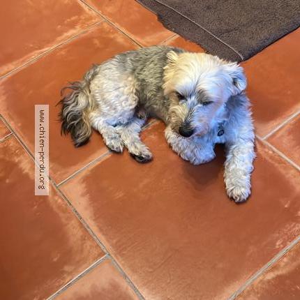 Photo 1/1 Chien retrouvé Perdu à Roquevaire