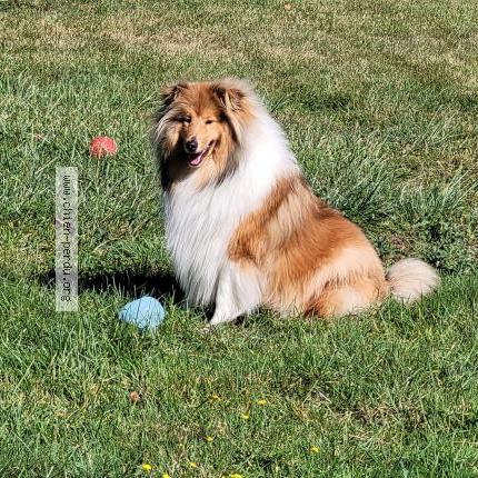 Photo 1/1 Chien retrouvé Perdu à Dogneville