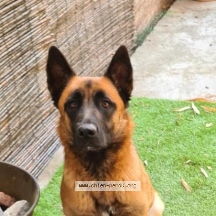 Photo de chien perdu à Nimes