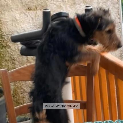 Photo de chien perdu à Camelin