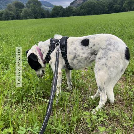 Photo 1/1 Chien retrouvé Perdu à Fillinges