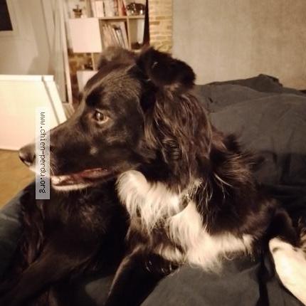 Photo 1/1 Chien retrouvé Perdu à Crouttes