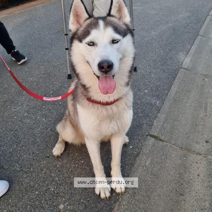 Photo de chien perdu à Orcemont