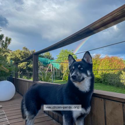 Photo de chien perdu à Juvignac