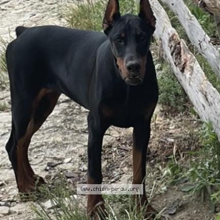 Photo 1/1 Chien retrouvé Perdu à Aigaliers