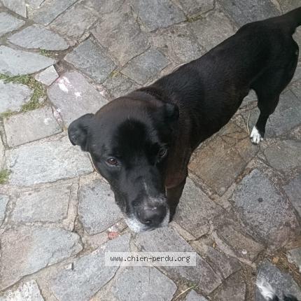 Photo de chien trouvé à La Baule