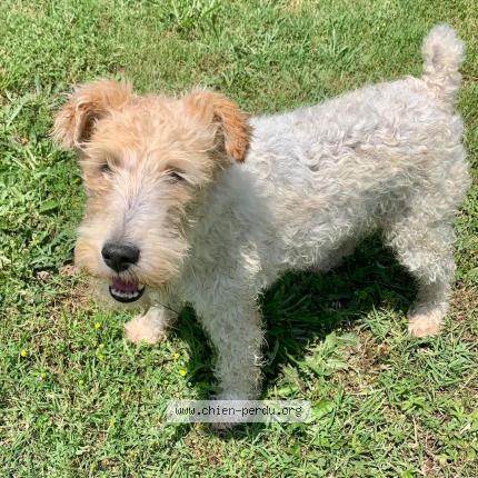 Photo 1/1 Chien retrouvé Perdu à Negrepelisse