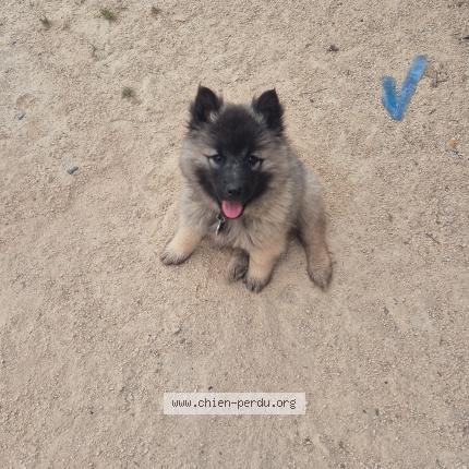 Photo 1/1 Chien retrouvé Perdu à Clermont lherault