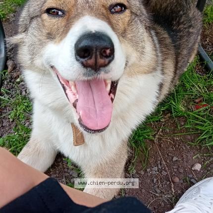 Photo 1/1 Chien retrouvé Perdu à Neussargues en pinatelle