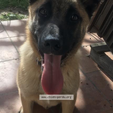 Photo 1/1 Chien retrouvé Perdu à Estillac