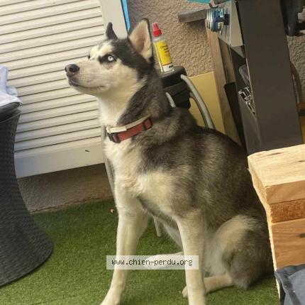 Photo 1/1 Chien retrouvé Perdu à Plan de cuques