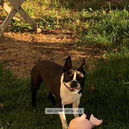 Photo de chien perdu à Villaz