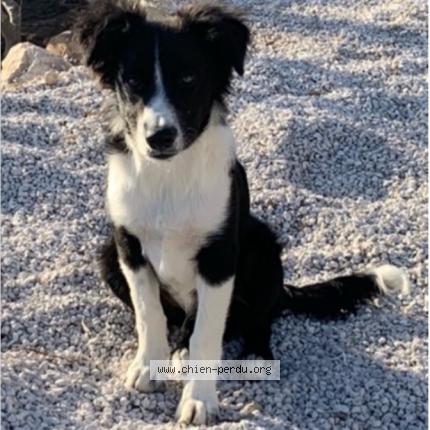 Photo 1/1 Chien retrouvé Perdu à Saint didier sous aubenas