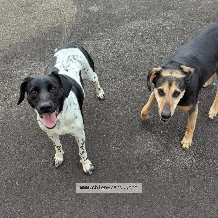 Photo de chien trouvé à Saint Ame