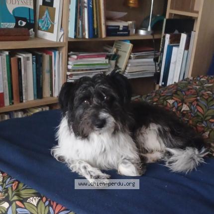 Photo de chien perdu à Cabrieres D Avignon