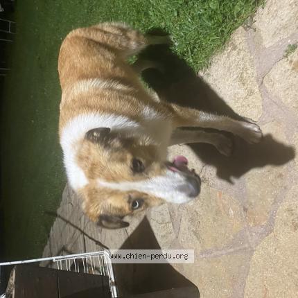 Photo de chien trouvé à Villard Bonnot