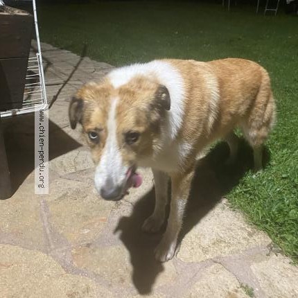 Photo 1/1 Chien retrouvé Trouvé à Villard Bonnot