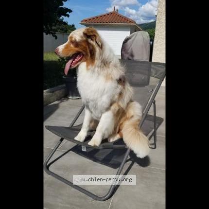 Photo de chien perdu à Eybens