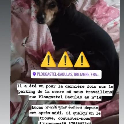 Photo 1/1 Chien retrouvé Perdu à Plougastel
