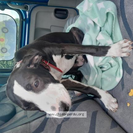 Photo 1/1 Chien retrouvé Trouvé à Cande