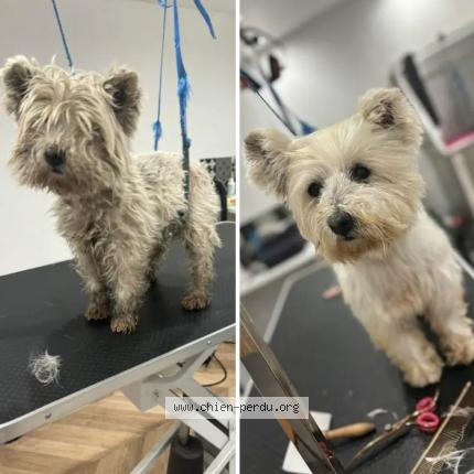 Photo 1/1 Chien retrouvé Perdu à Wingles