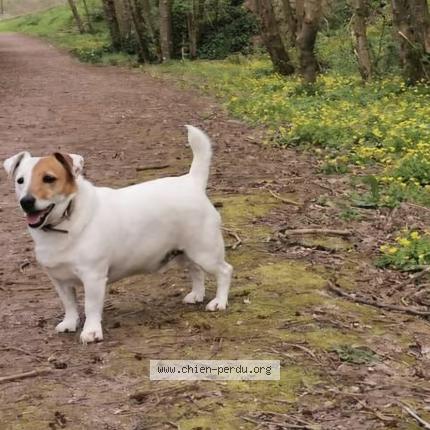 Photo de chien perdu à Argences