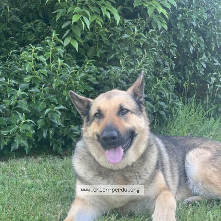 Photo de chien perdu à Caluire Et Cuire